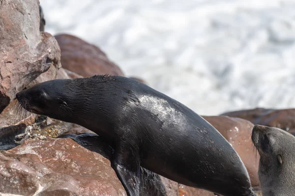 Foki Przylądkowe Arctocephalus Pusillus Plaży Kolonii Cape Cross Seal Wzdłuż — Zdjęcie stockowe