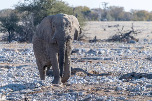 Telefoto Elefante Africano Loxodonta Africana Acercándose Pozo Agua Parque Nacional —  Fotos de Stock