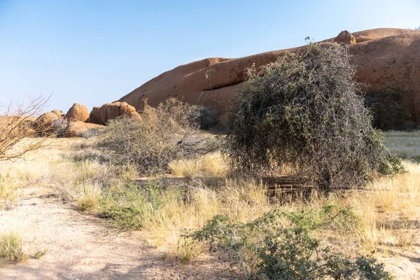 Namibya 'nın ünlü simgesi Spitzkoppe yakınlarında nispeten yeşil bir çöl manzarası..