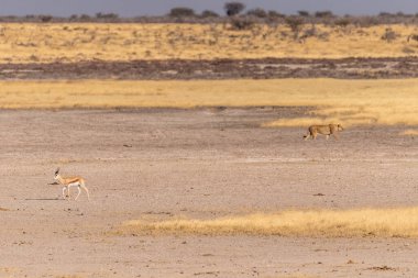 Etosha Ulusal Parkı 'ndaki Aslanların gururunun telefoto çekimi..