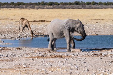 Dev bir Afrika fili Loxodonta Africana 'nın, bir Angolean zürafası, zürafa angolarının, Etosha Ulusal Parkı, Namibya' daki bir su birikintisinin yanında yürürken çekilmiş telefon görüntüsü..