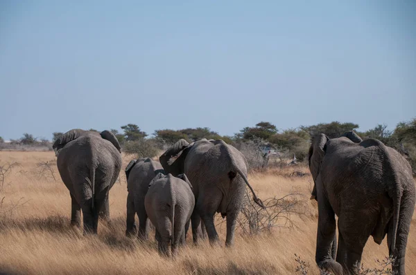 Eine Herde Afrikanischer Elefanten Loxodonta Africana Weidet Den Ebenen Des — Stockfoto
