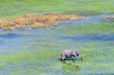 Botswana 'daki Okavango Deltası' nın sığ sularında yüzen bir Afrika filinin telefoto görüntüsü..