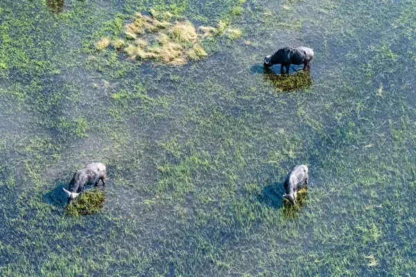 Zdjęcie Lotnicze Grupy Bawołów Wypasających Się Delcie Okavango — Zdjęcie stockowe