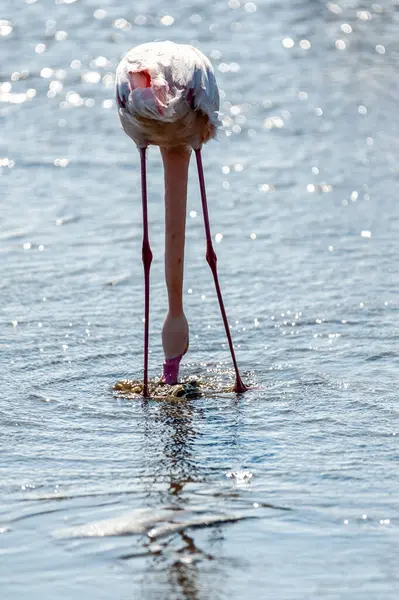 Greater Flamingos Phoenicopterus Roseus Shores Walvis Bay Namibia — Stock Photo, Image