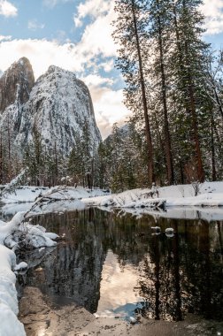 Snow-covered trees line the merced river in Yosemite valley on a late winter afternoon.