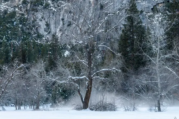 Exterior Snow Covered Trees Brisk Sunny Winter Morning Yosemite National — Stok fotoğraf
