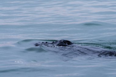 Blowhole and dosal fin of a surfacing whale, in Walvis Bay, Namibia.