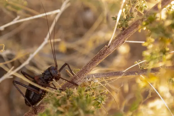 Detail African Armoured Cricket Acanthoplus Discoidalis Neat Spitzkoppe Namibian Desert — Stock Photo, Image