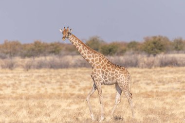 Angolan Zürafaları - Giraffa Zürafaları - Namibya 'daki Etosha Ulusal Parkı düzlüklerinde duruyor..