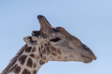 Telephoto shot of an Angolean Giraffe in Etosha Naitonal Park, Namibia.