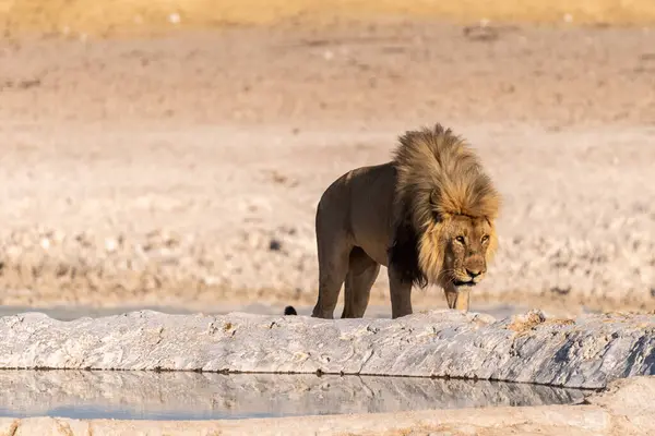 Close Male Lion Panthera Leo Walking Waterhole Etosha National Park — Stock Photo, Image