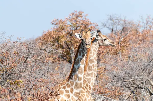 一群安哥拉长颈鹿 长颈鹿在纳米比亚埃托沙国家公园的灌木丛中吃草 — 图库照片
