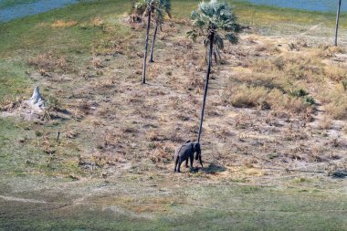Aerial Telephoto shot of an African Elephant standing close to a palm tree, about to rub its head against it. Okavango Delta, Botswana. clipart