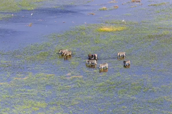 Aerial Shot Herd Zebras Grazing Okavango Delta Wetlands Botswana — Zdjęcie stockowe