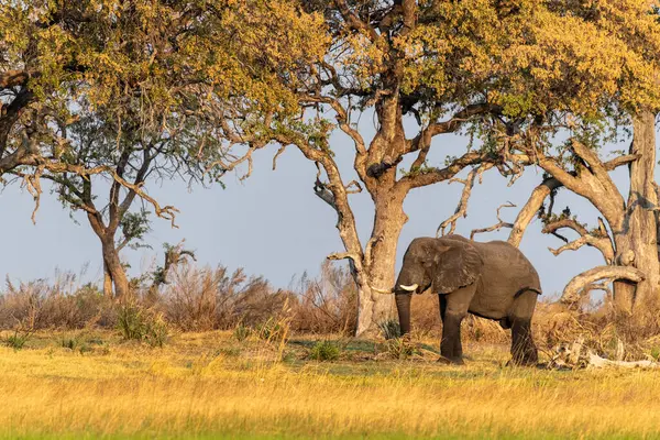 Telephoto Shot African Elephant Loxodonta Africana Grazing Banks Okavango River — Foto Stock