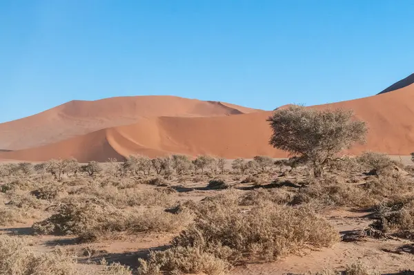 Landscape Shot Sand Dunes Scattered Trees Sossusvlei Namibia — Stockfoto