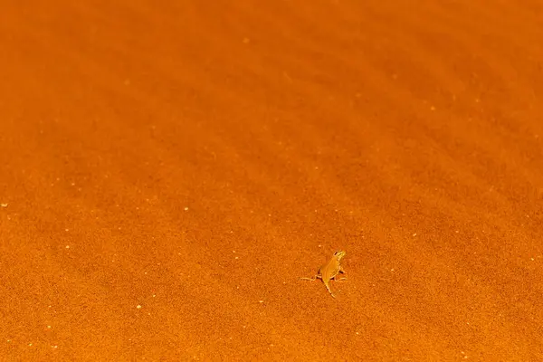 Close Shovel Snouted Lizard Meroles Anchietae Red Sand Sossusvlei Dunes — Stock Photo, Image