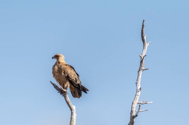 Tawny Eagle 'ın yakın çekimi - Aquila Rapax- Etosha Ulusal Parkı, Namibya' da bir ağaç tepesinde oturuyor..