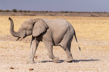 Afrika fili Loxodonta Afrika 'nın Namibya' daki Etosha Ulusal Parkı 'nın düzlüklerinde koşarken çekilmiş bir fotoğraf..