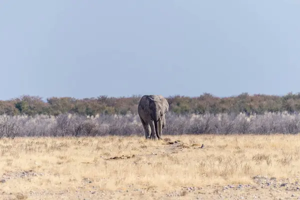 Telefoto Dos Elefantes Africanos Loxodonta Africana Corriendo Por Las Llanuras —  Fotos de Stock