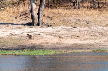Chacma Babunu, Papio idrarı, annesiyle birlikte Chobe nehrinin kıyısında yürüyen bebek, Chobe Ulusal Parkı, Botswana.