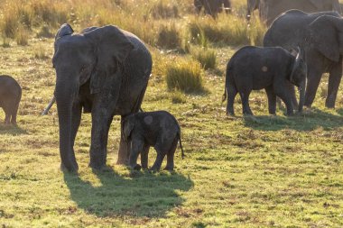 Telephoto shot of a female african Elephant and her calf wading through the banks of the Chobe River, Botswana.