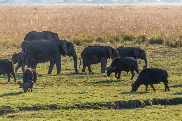 Botsvana 'da Chobe Nehri' nin kıyısında beslenen bir Afrika fili sürüsünün telefoto çekimi..