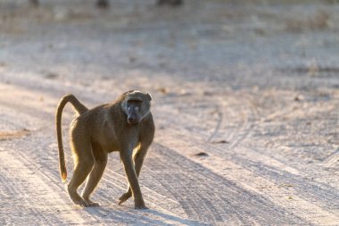 Close-up of a Chacma Baboon, Papio ursinus, sitting in the sun in Chobe National Park, Botswana. clipart