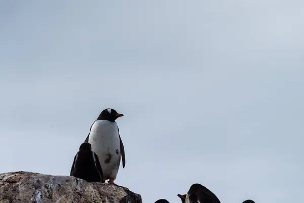 Zbliżenie Gentoo Penguin Pygoscelis Papua Stoi Skalistym Brzegu Wyspy Trinity — Zdjęcie stockowe