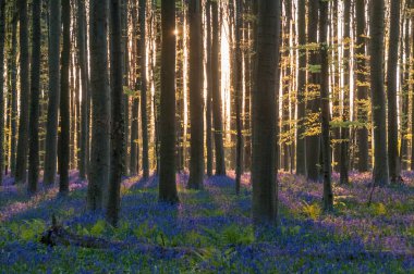 Yükselen güneş illumingating Hallerbos, bir bahar sabahı bluebells flowerbed.