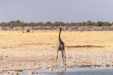 Angolan Zürafaları, Giraffa Zürafaları, Namibya 'daki Etosha Ulusal Parkı' ndaki bir su birikintisinden su içiyorlar..