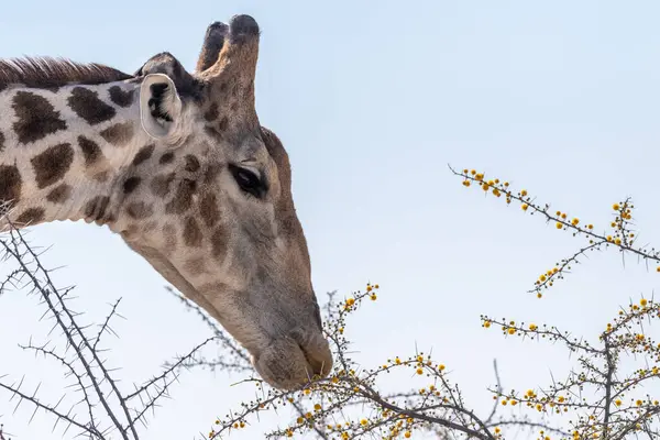 Крупный План Ангольского Жирафа Поедающего Ягоды Дерева Национальном Парке Этоша — стоковое фото