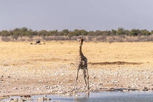 Ангольские Жирафы Жирафы Ангольские Жирафы Пьющие Водоёма Национальном Парке Этоша — стоковое фото
