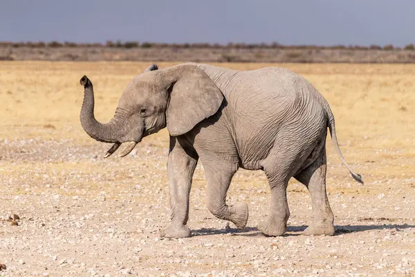 Telephoto Shot One African Elephant Loxodonta Africana Running Plains Etosha — Stock Photo, Image