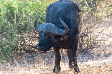 Botsvana 'daki Chobe Ulusal Parkı' nda otlayan Afrika Bufalosu Syncerus kafeteryasının telefon çekimleri..