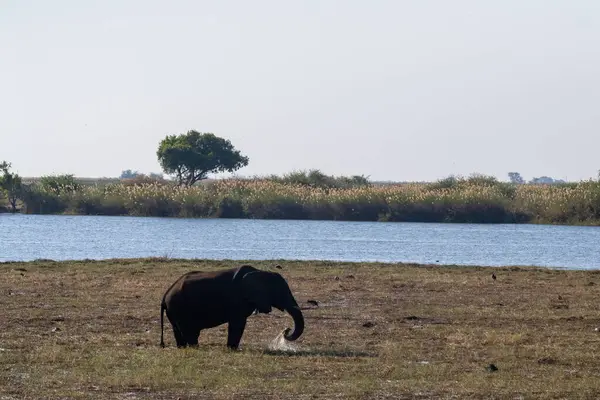 Chobe Nehri 'nin kıyısında kendini besleyen bir Afrika filinin tele hoto çekimi. Chobe Ulusal Parkı, Botswana.