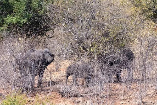 Telefoto Gruppo Elefanti Africani Che Nutrono Nel Parco Nazionale Del — Foto Stock