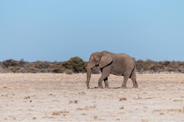 Büyük bir erkek Afrika Fili -Loxodonta Africana- Etosha Milli Parkı düzlüklerinde yürüyor.