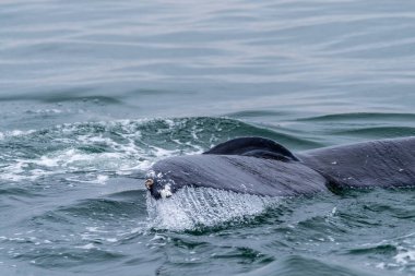 Walvis Bay, Namibya 'da yüzeye çıkan bir balinanın kuyruk yüzgeci.