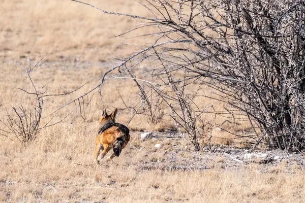 在日落时分 在纳米比亚的埃托沙国家公园 一只侧面条纹的Jackal Canis Adustus 猎捕猎物 — 图库照片