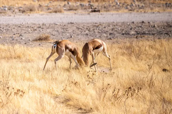 Telephoto Shot Two Impalas Aepyceros Melampus Engaging Head Head Fight — стоковое фото