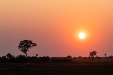 Okavango deltasındaki güzel bir günbatımının geniş açılı görüntüsü..