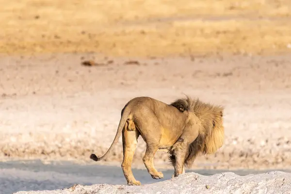 Nahaufnahme Eines Männlichen Löwen Panthera Leo Auf Dem Weg Von — Stockfoto