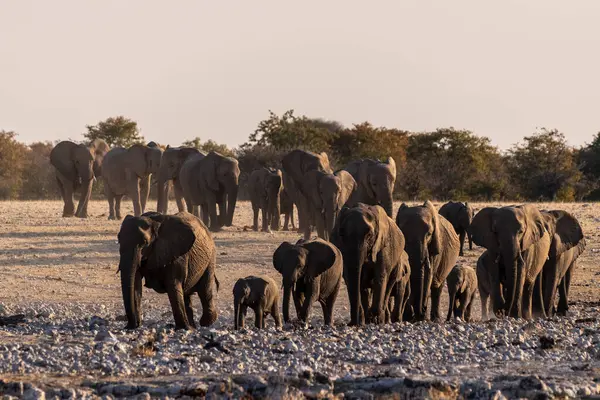 ウォーターホールに近づく巨大なゾウの群れの広い角度ショット エトシャ国立公園 ナミビア — ストック写真