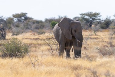 Afrika fili Loxodonta Afrika 'nın Namibya' daki Etosha Ulusal Parkı 'nın düzlüklerinde otlayan dev bir filin telefon çekimi..