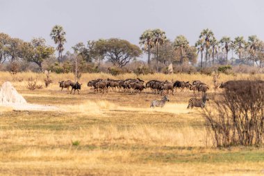 Connochaetes Taurinus ve Burchells Plains zebra Okavango Delta, Botswana ovalarında ayakta duran Equus quagga burchelli-.