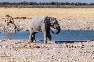 Dev bir Afrika fili Loxodonta Africana 'nın, bir Angolean zürafası, zürafa angolarının, Etosha Ulusal Parkı, Namibya' daki bir su birikintisinin yanında yürürken çekilmiş telefon görüntüsü..
