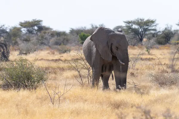 在纳米比亚埃托沙国家公园的平原上 一个巨大的非洲大象 Loxodonta Africana Telephoto向他开枪 — 图库照片