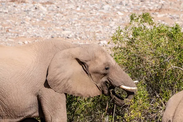 纳米比亚北部沙漠象的Telephoto射击 — 图库照片